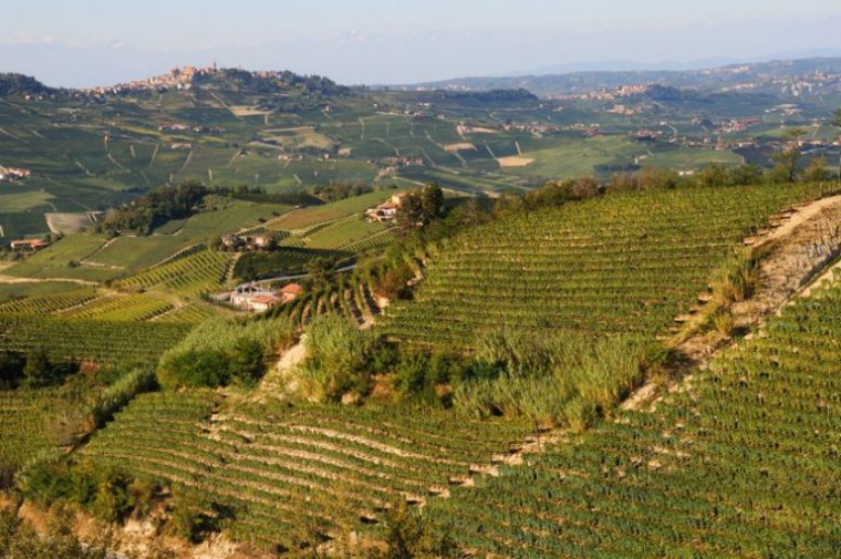Představujeme vinařství Silvano Bolmida z Piemontu